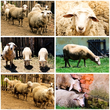 Sheeps on farm collageの写真素材