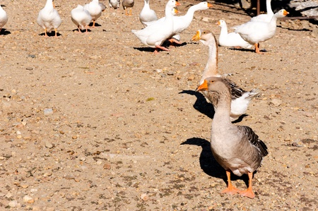 Grey duck with white onesの写真素材