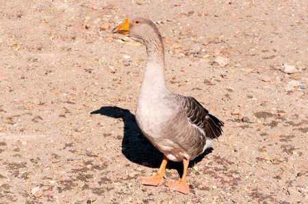 Single gray duckの写真素材
