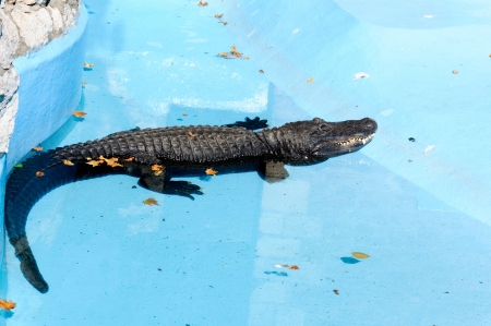 Crocodile in swimming poolの写真素材