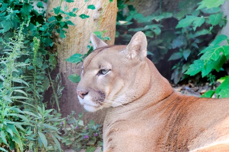 Puma chilling in the summer time
