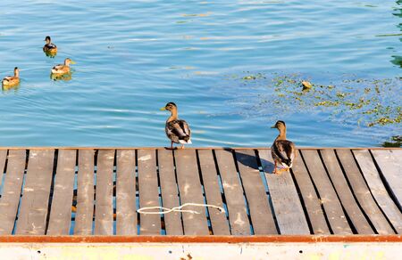 Ducks in Belgrade swimming in Sava riverの写真素材
