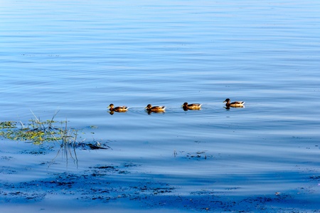 Cute ducks swimming in the river の写真素材