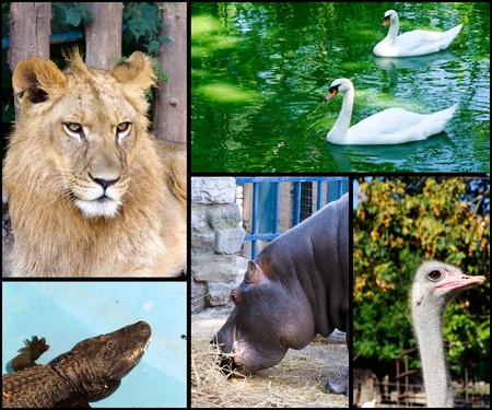 Wild animals in the zoo collage 