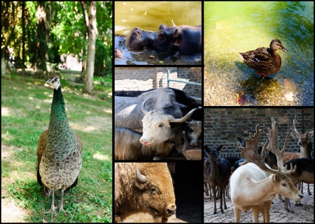 Bunch of the animals in the zooのeditorial素材