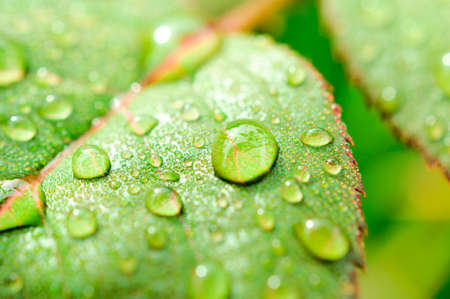Selective focus on the dewdrop in the middle on leaf