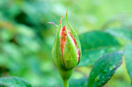 Rose bud shoot in macro mode. Selective focus on the rose flowerの写真素材