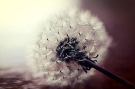 Selective focus on the middle of Dandelion flowerの写真素材