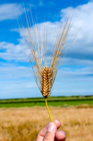 Single wheat in man handの写真素材