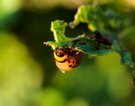 Macro shoot of potato beetle on leafの写真素材