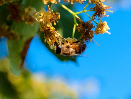 Bee taking yellow pollen fron the tree