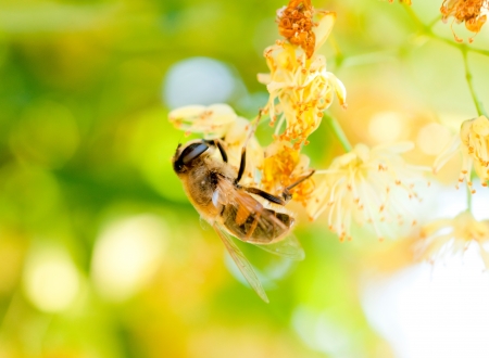 Macro shoot of bee on the lime flower の写真素材