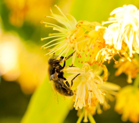 Selective focus on the bees head