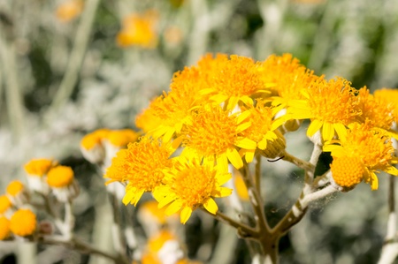 Macro shoot of the pollen on yellow flowerの写真素材