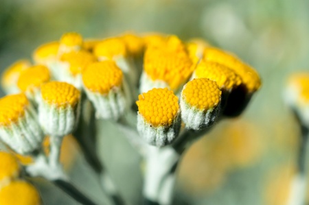 Macro shoot of pure pollen on the flowerの写真素材