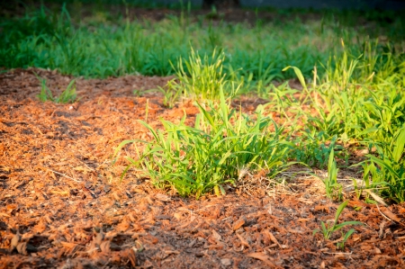 Rays of the sun fall on the extracted grassの写真素材