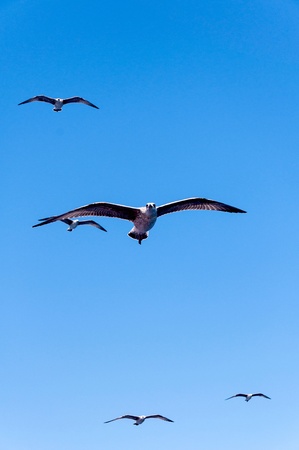 Group of seagulls flying with blue sky in background の写真素材