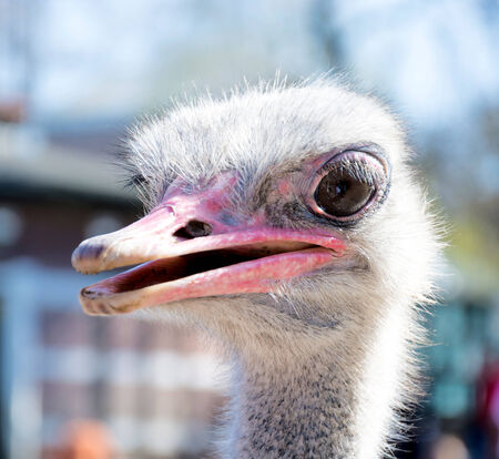 Close up to head of female ostrich in the zooの写真素材