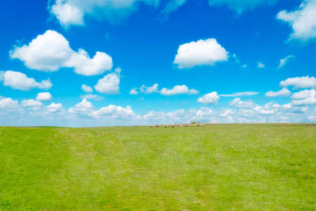 A beautiful meadow with green grass and fluffy clouds の写真素材