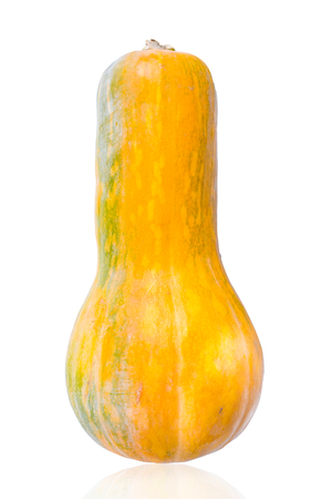 Orange long pumpkin isolated on white background cutoutの写真素材