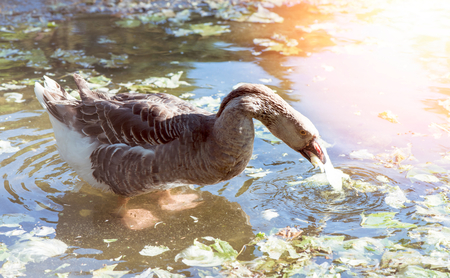 Feamle geese eating in the water,selective focusの写真素材