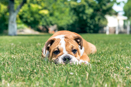 Cute puppy of English bulldog outdoor,selective focusの写真素材