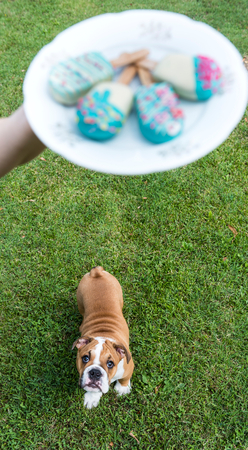 Little puppy of English bulldog wants cake pops in the plate,selective focusの写真素材