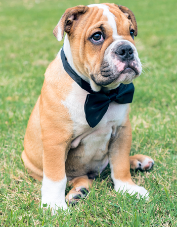 English bulldog puppy outdoor,selective focusの写真素材