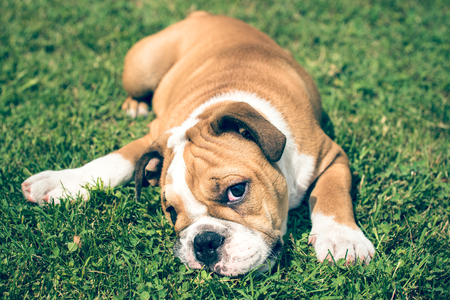 Cute pup of English bulldog playing on the grass in backyard,selective focusの写真素材