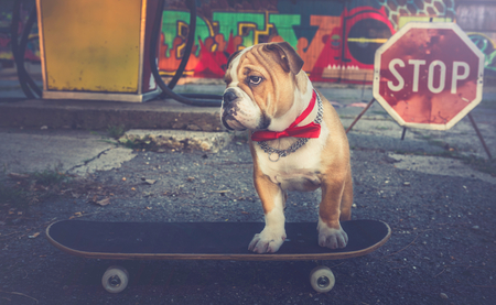 Little English bulldog puppy on the skateboard,selective focusの写真素材