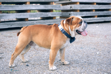 Male of English bulldog outdoor,selective backgroundの写真素材