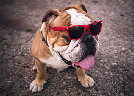 Portrait of big English bulldog with sunglasses,selective focusの写真素材