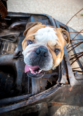 Portrait of little grumpy English bulldog,selective focusの写真素材