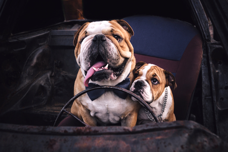 Adult and puppy bulldog in the old car,selective focusの写真素材