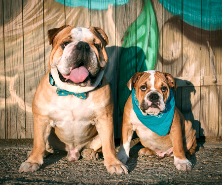 Portraits of cute English bulldogs,selective focusの写真素材
