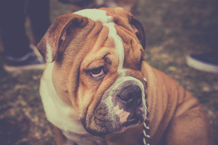 Cute English bulldog puppy portrait,selective focusの写真素材