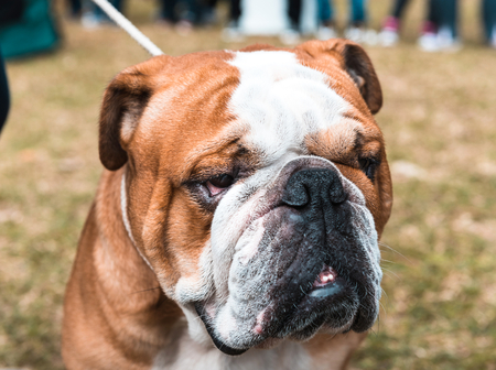 Portrait of adult English bulldog outdoor,selective focusの写真素材