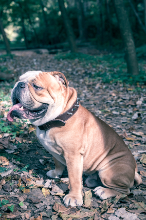 Portrait of adult English bulldog in the park,selective focusの写真素材