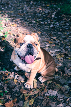 Big adult male of English bulldog outdoor,selective focusの写真素材