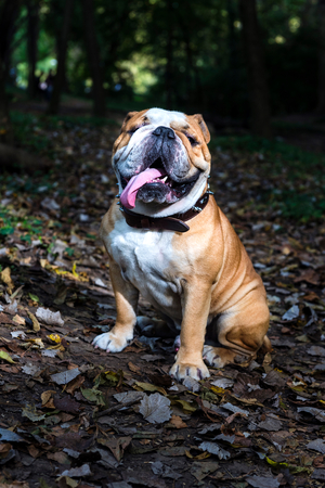 Cute English bulldog outdoor in the park posing,selective focusの写真素材