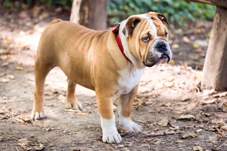 Little pup of English bulldog outdoor,selective focusの写真素材