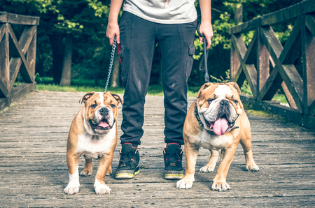 Couple of English bulldog posing outdoor,selective focusの写真素材