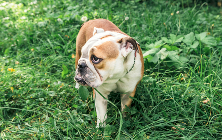 Female English bulldog playing in the grass,selective focusの写真素材