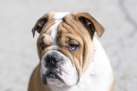 Portrait of young English bulldog,selective focusの写真素材