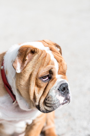 Portrait of cute English bulldog pup outdoor,selective focusの写真素材