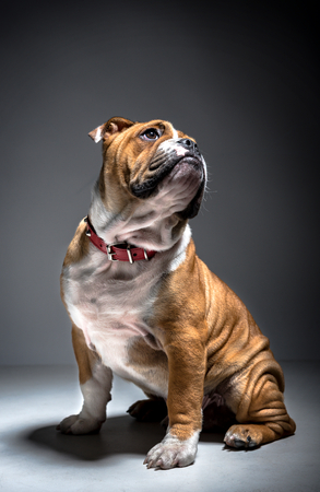 Portrait of cute English bulldog pup in the studioの写真素材