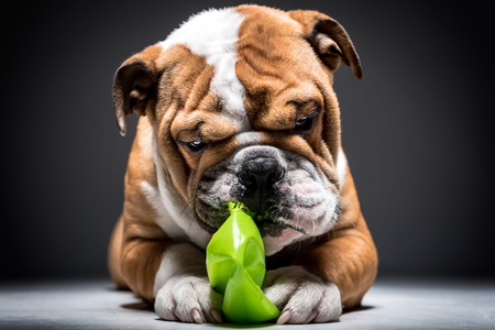 English bulldog playful in the studio,,selective focusの写真素材