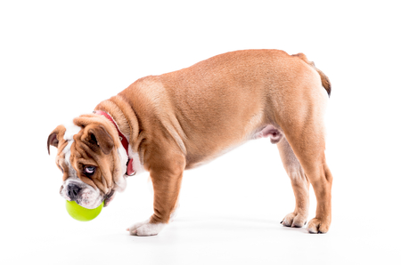 Playful English bulldog pup on white background,selective focusの写真素材