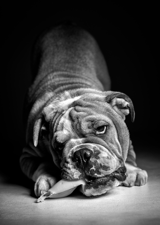 Playful English bulldog pup in the studio,black and whiteの写真素材
