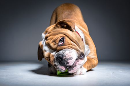 Portrait of playful English bulldog pup in the studioの写真素材